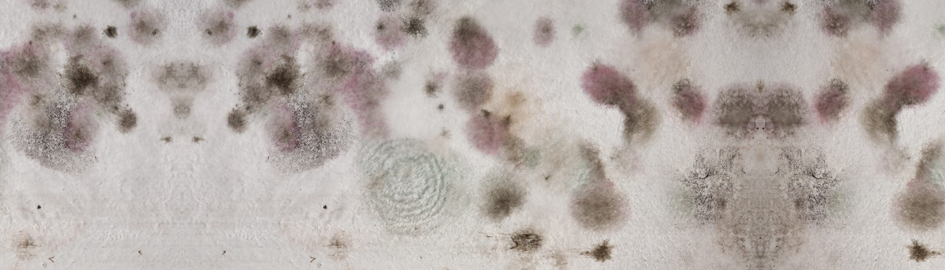 Mold Toxicity: Know It All