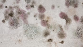 Mold Toxicity: Know It All