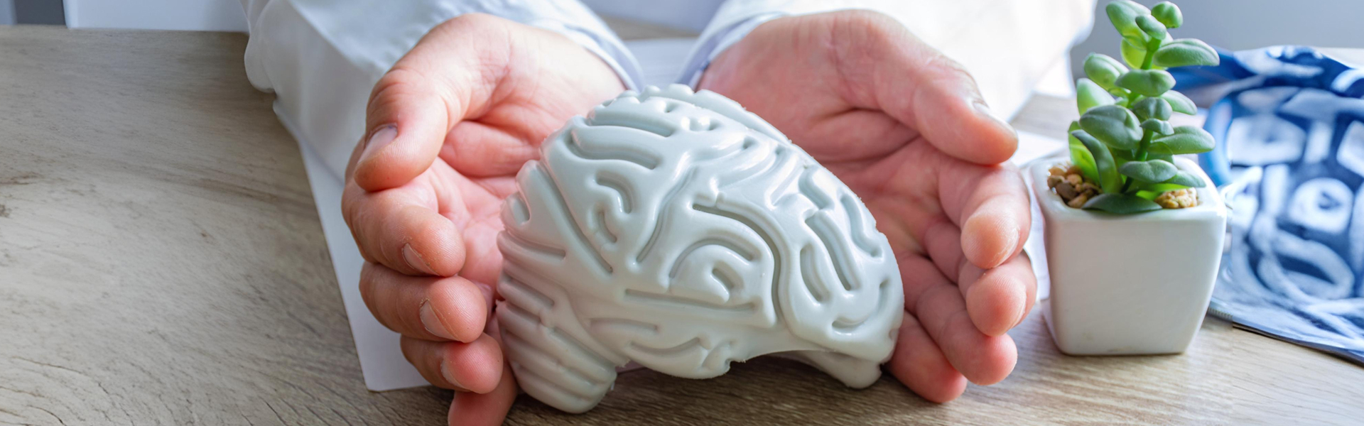 Hands gently holding a white anatomical brain model next to a small potted plant on a desk