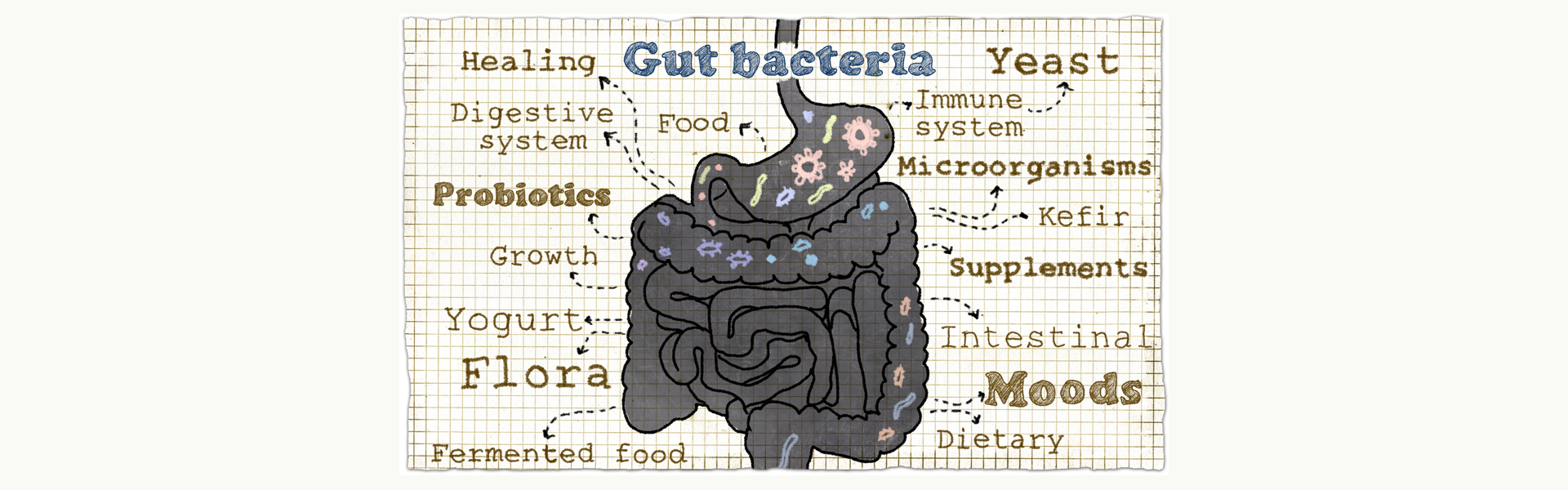 Microscopic view of gut bacteria in the human digestive system.